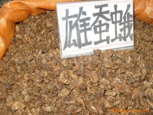搜了网为您找到75条雄蚕蛾的相关产品批发信息