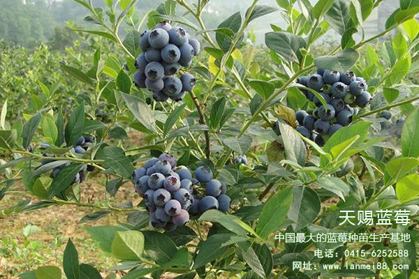 蓝莓苗批发 蓝莓苗木 蓝莓种植基地 蓝莓树苗种植1178158888