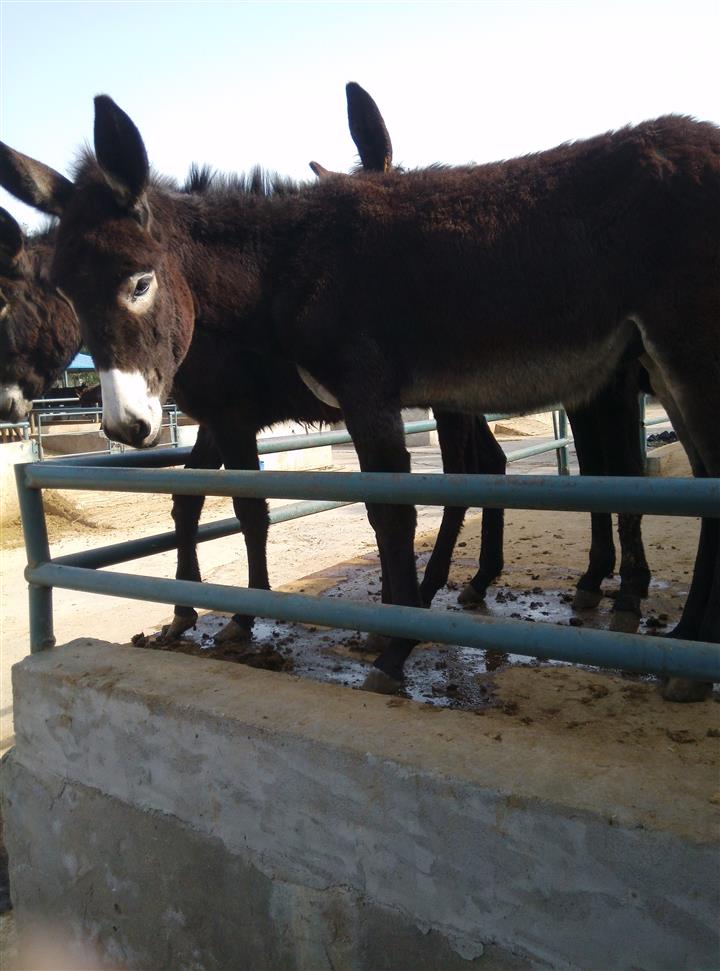 优质新疆驴肉驴