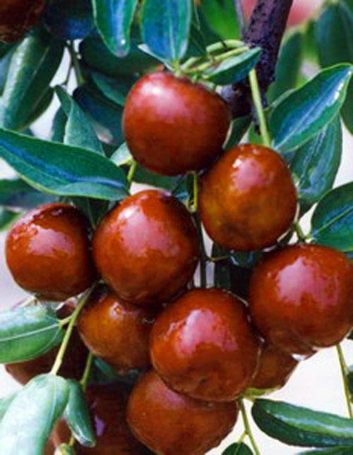 搜了网为您找到9条山东大脆枣的相关产品信息